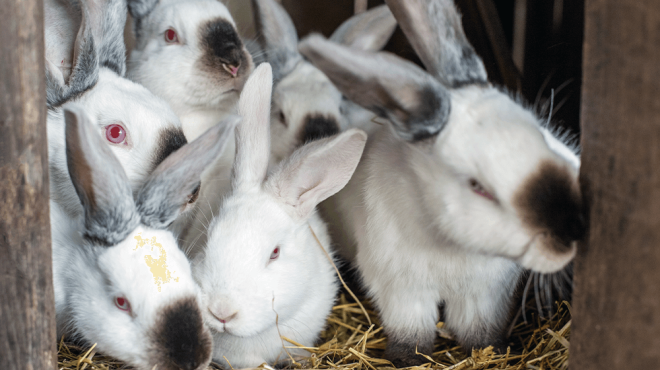how to start a rabbit farm
